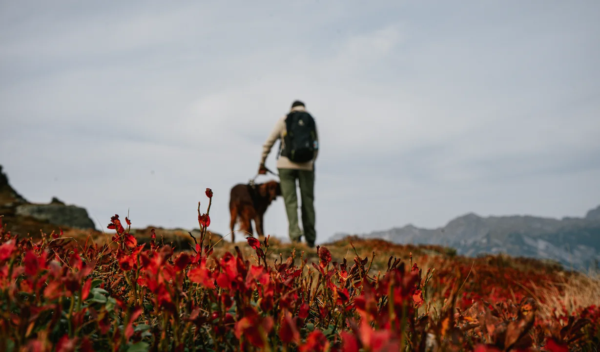 Eine Wanderin mit Hund im Herbst in der Silvretta Montafon. | © Silvretta Montafon - Vanessa Strauch